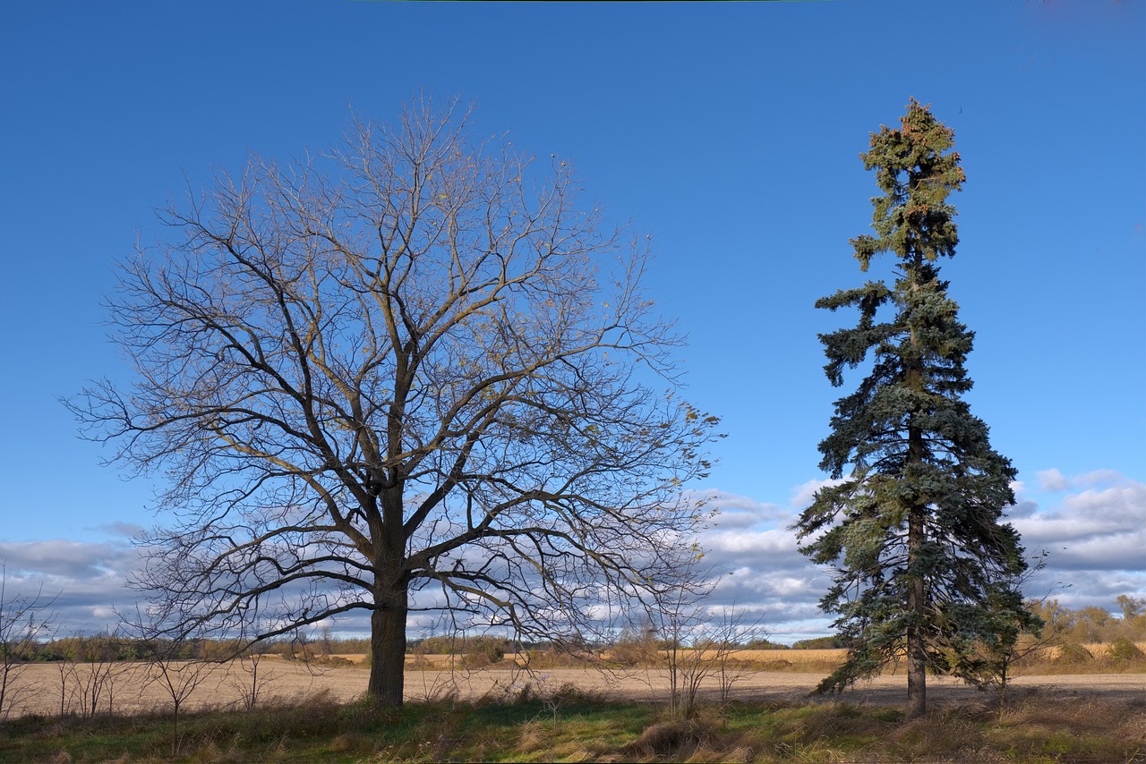 Best in 2027 Top 5 Compare Cricket Betting Odds: Which Is Better for Indian Players in 2026?
