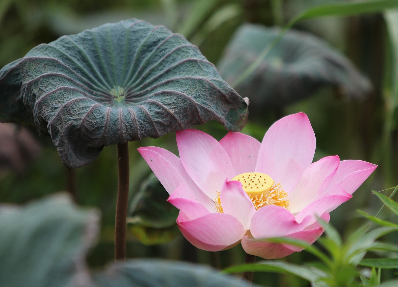 Popular Lotus365 Review India Review 2027: Bonus, App, Withdrawal Tested