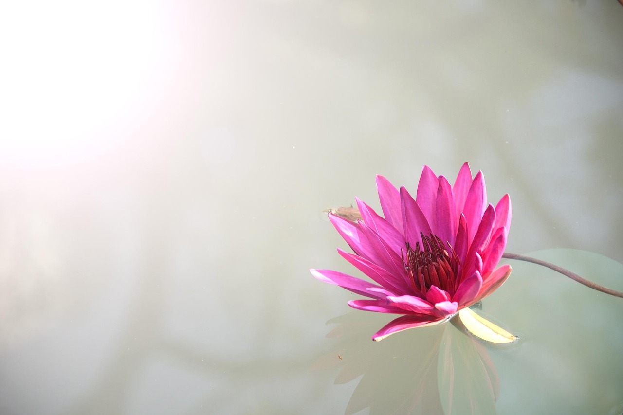 Trusted Lotus App Download: Step-by-Step Guide for India (2027)